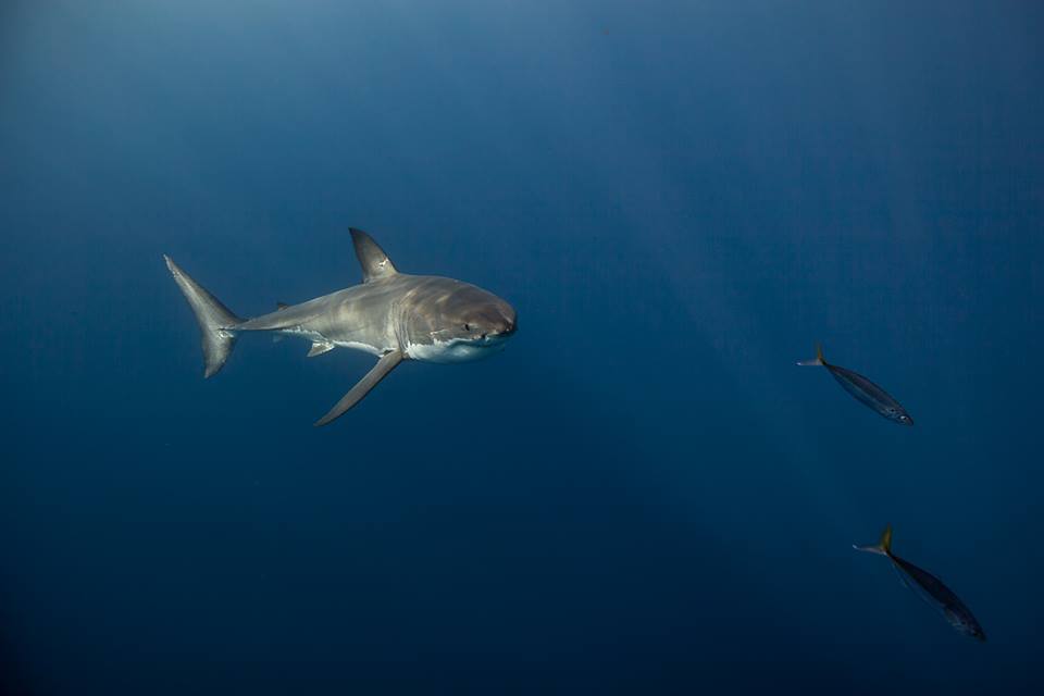 Great White Shark ©William Wiram